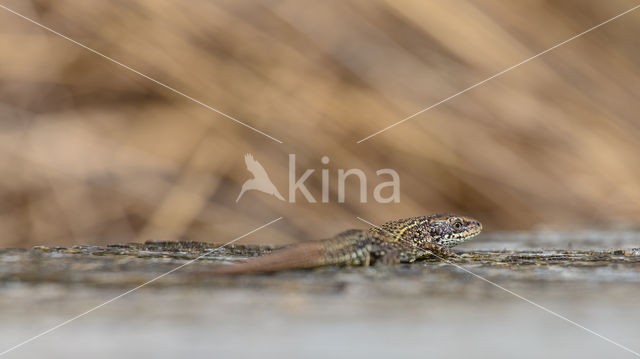 Levendbarende hagedis (Zootoca vivipara)