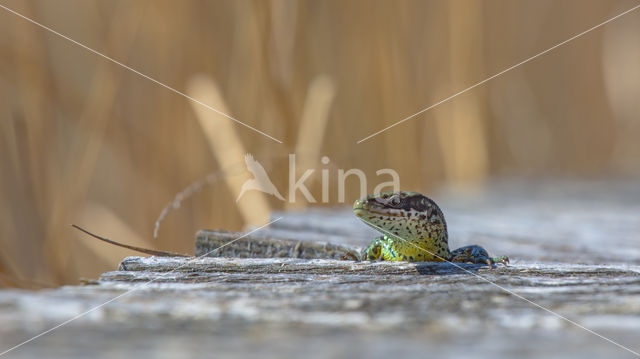 Levendbarende hagedis (Zootoca vivipara)