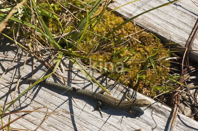 Levendbarende hagedis (Zootoca vivipara)