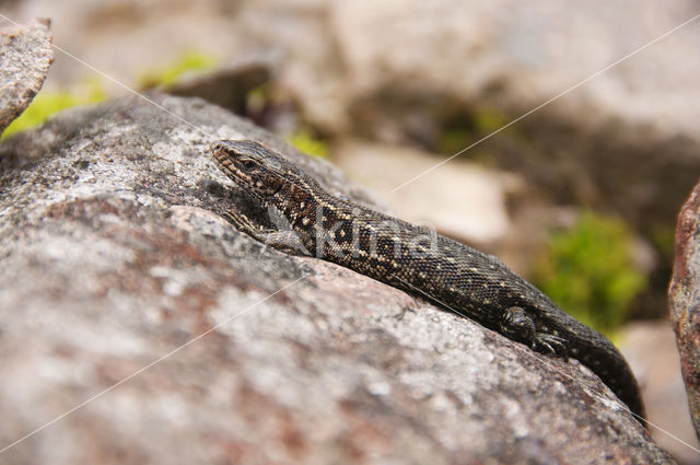 Viviparous Lizard (Zootoca vivipara)