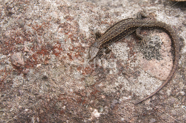 Viviparous Lizard (Zootoca vivipara)