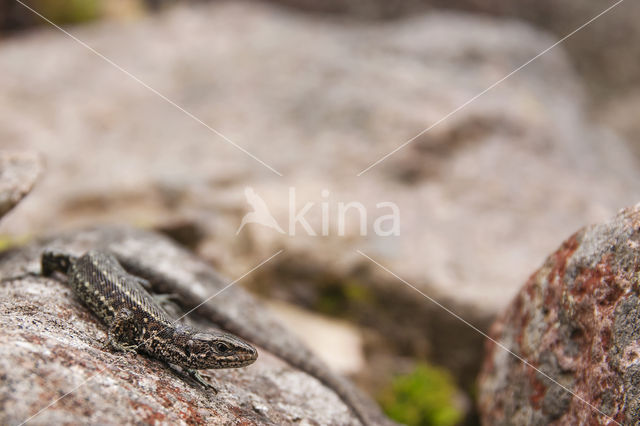 Viviparous Lizard (Zootoca vivipara)