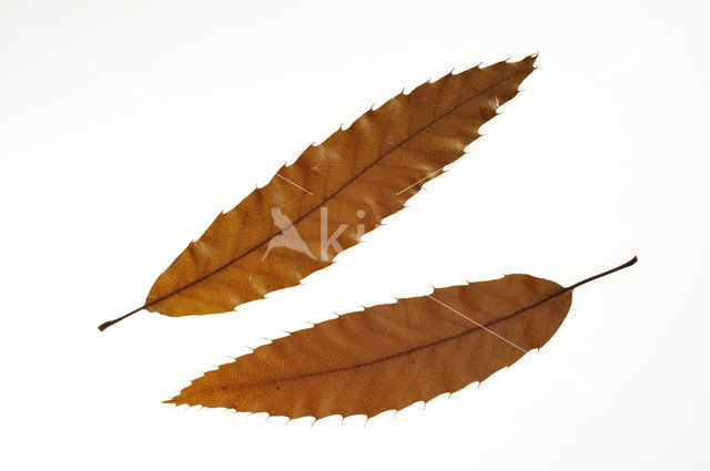 Libanoneik (Quercus libani)
