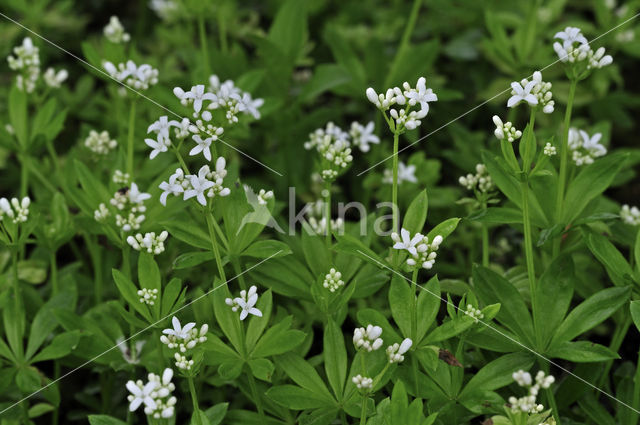 Woodruff (Galium odoratum)