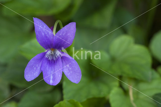 Maarts viooltje (Viola odorata)