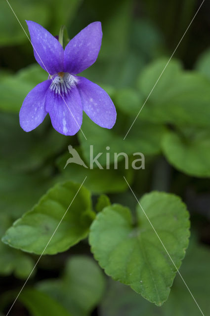 Sweet Violet (Viola odorata)
