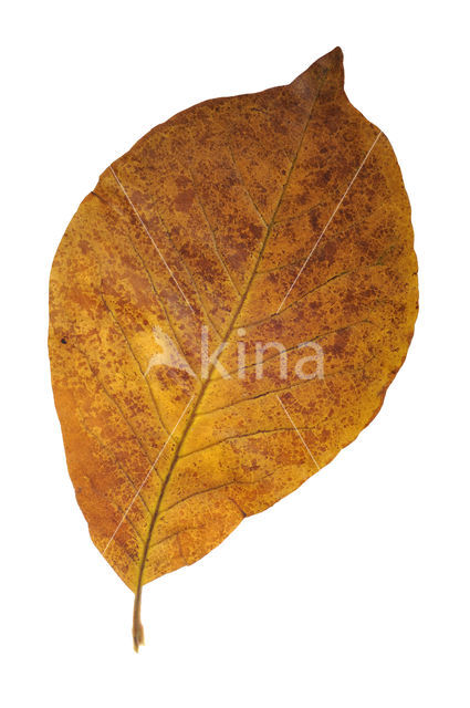 Magnolia spec.