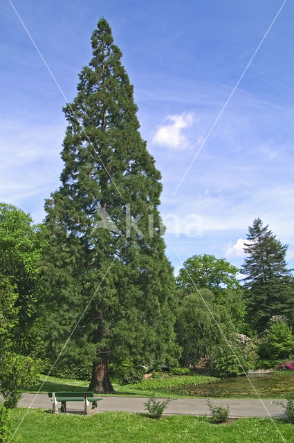 Giant Sequoia