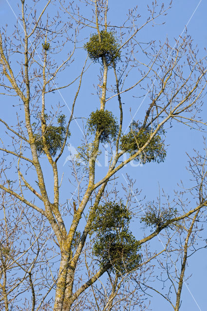 Mistletoe (Viscum album)