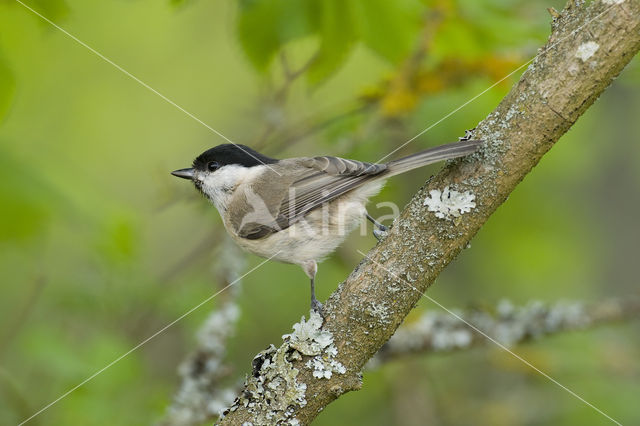 Willow Tit (Parus montanus)