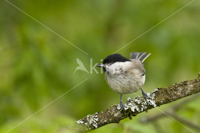 Willow Tit (Parus montanus)