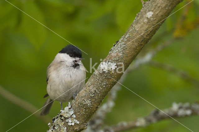 Willow Tit (Parus montanus)