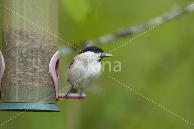 Matkop (Parus montanus)