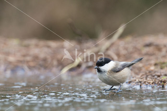 Matkop (Parus montanus)