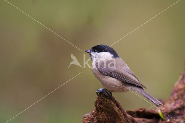 Willow Tit (Parus montanus)