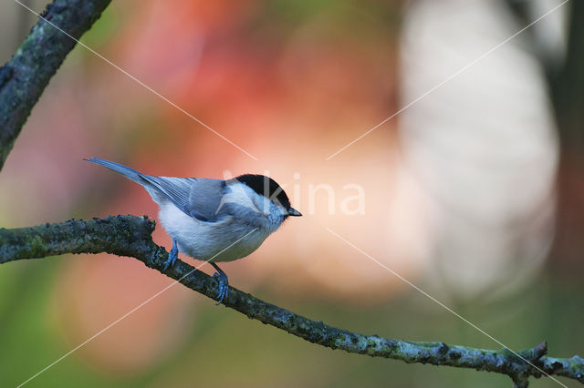 Willow Tit (Parus montanus)