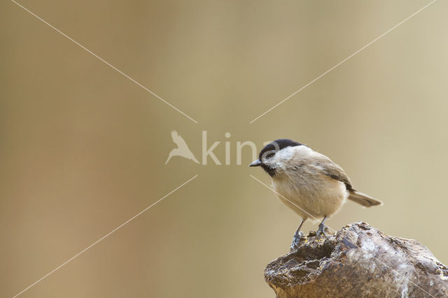 Willow Tit (Parus montanus)