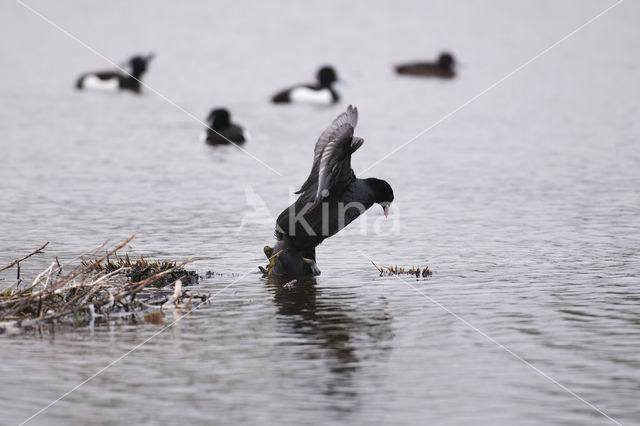 Meerkoet (Fulica atra)