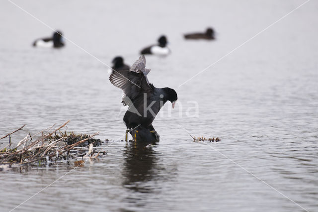 Meerkoet (Fulica atra)