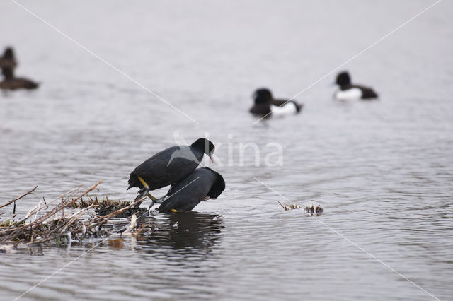 Meerkoet (Fulica atra)