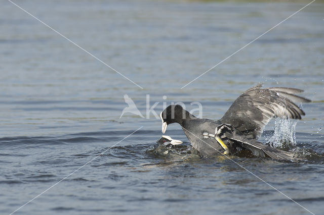 Common Coot (Fulica atra)