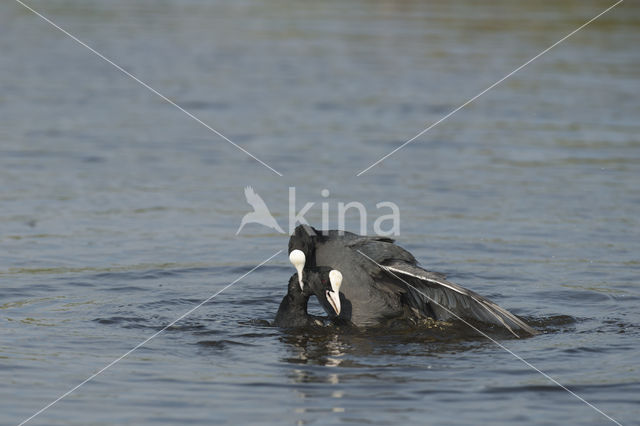 Meerkoet (Fulica atra)