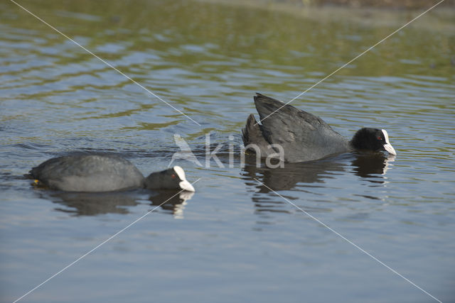 Meerkoet (Fulica atra)