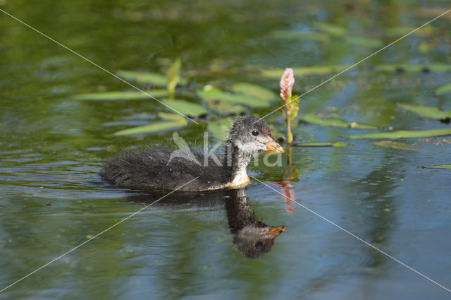 Common Coot (Fulica atra)