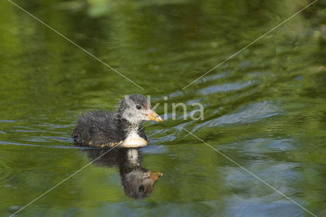 Meerkoet (Fulica atra)