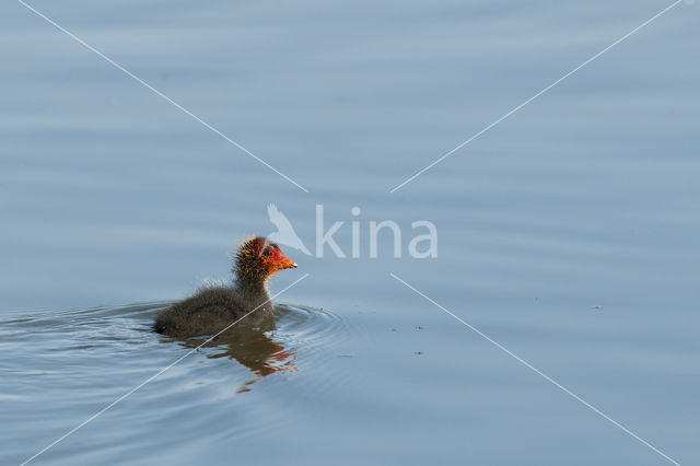 Meerkoet (Fulica atra)