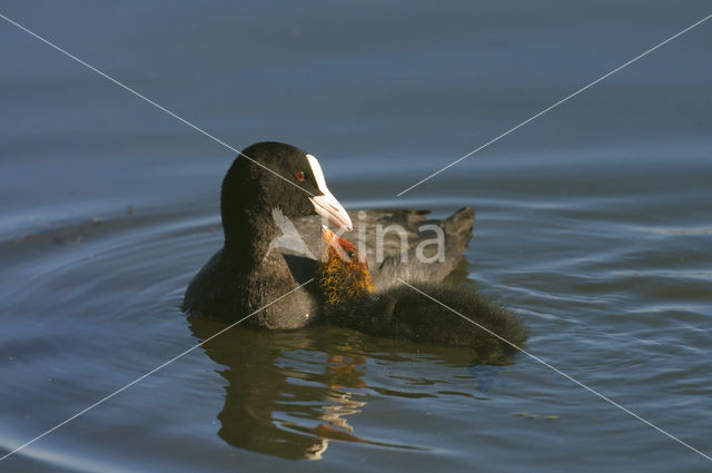 Meerkoet (Fulica atra)