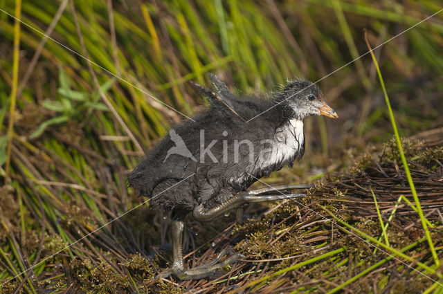 Meerkoet (Fulica atra)