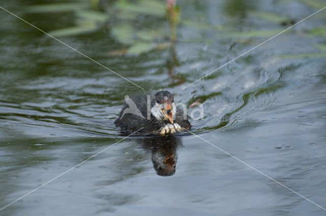 Meerkoet (Fulica atra)