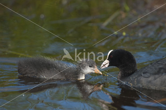 Meerkoet (Fulica atra)