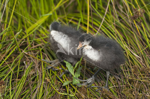 Meerkoet (Fulica atra)