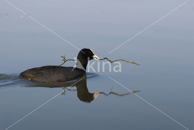 Common Coot (Fulica atra)