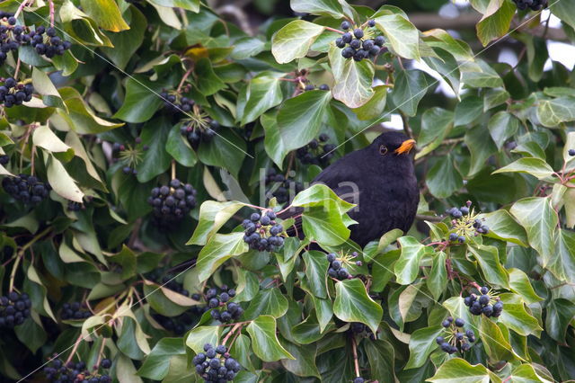 Eurasian Blackbird (Turdus merula)