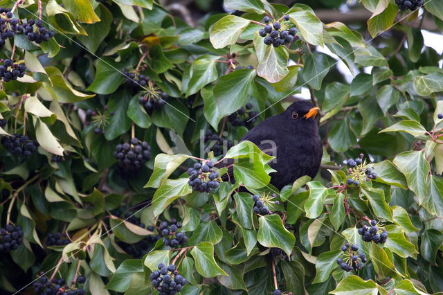 Eurasian Blackbird (Turdus merula)