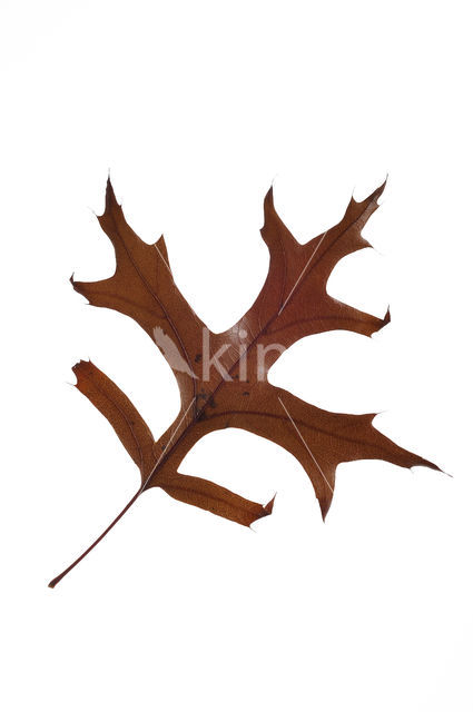 Pin Oak (Quercus palustris)