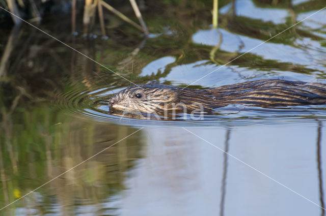 Muskrat (Ondatra zibethicus)