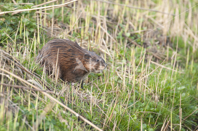 Muskrat (Ondatra zibethicus)