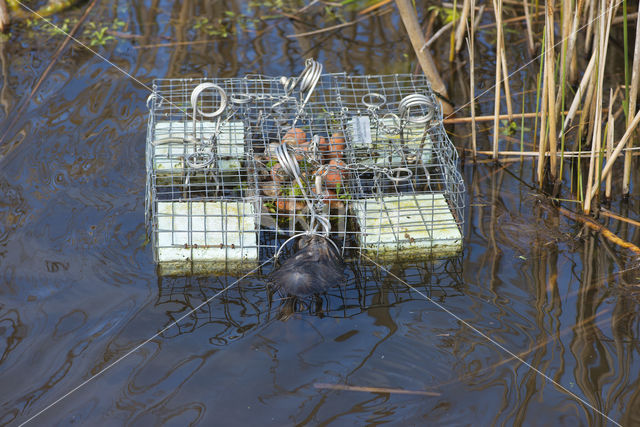 Muskrat (Ondatra zibethicus)