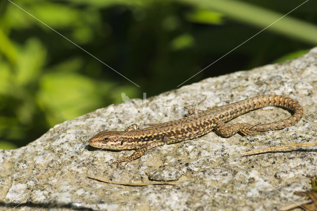 Muurhagedis (Podarcis muralis)