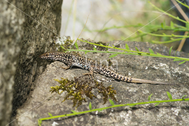 Wall Lizard (Podarcis muralis)