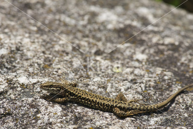 Wall Lizard (Podarcis muralis)