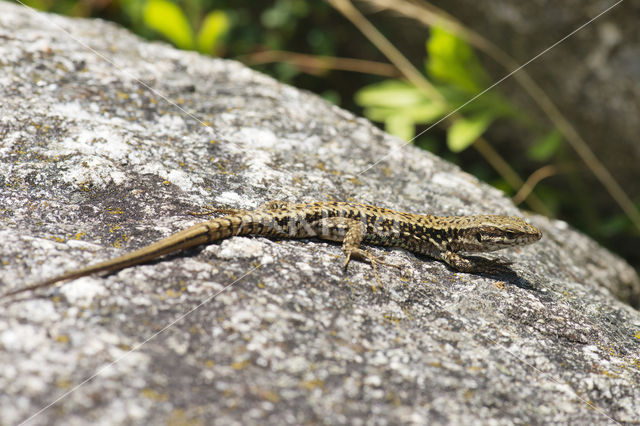 Muurhagedis (Podarcis muralis)