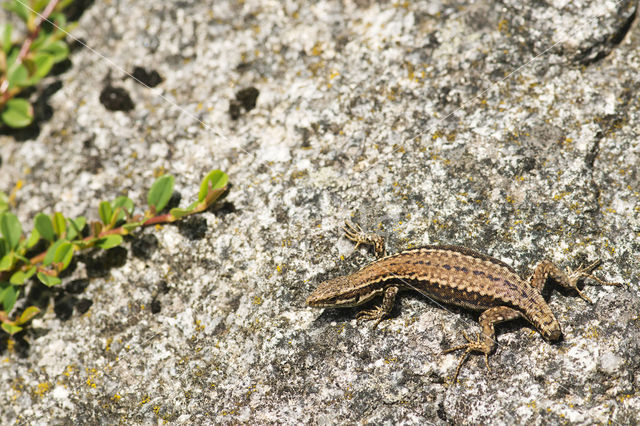 Wall Lizard (Podarcis muralis)