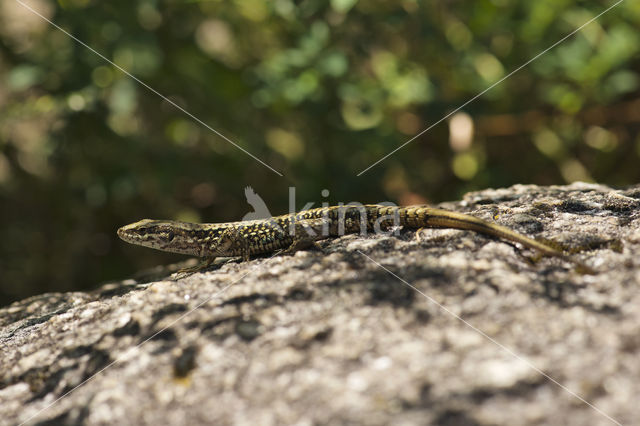 Wall Lizard (Podarcis muralis)