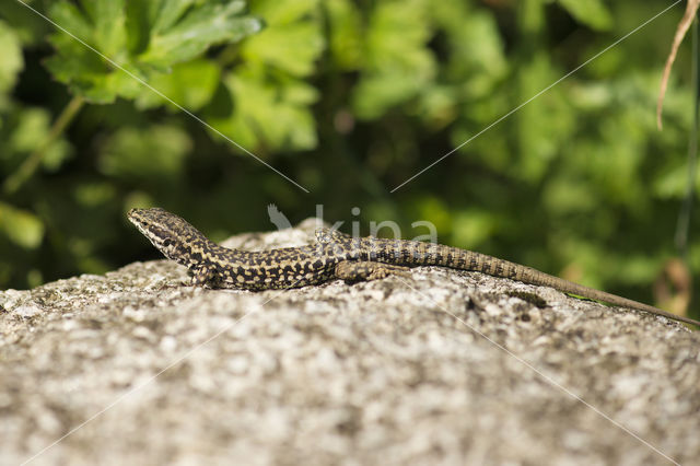 Muurhagedis (Podarcis muralis)