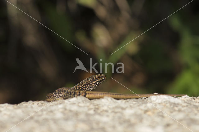 Wall Lizard (Podarcis muralis)